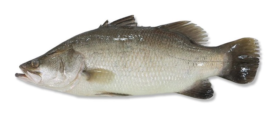 Barramundi