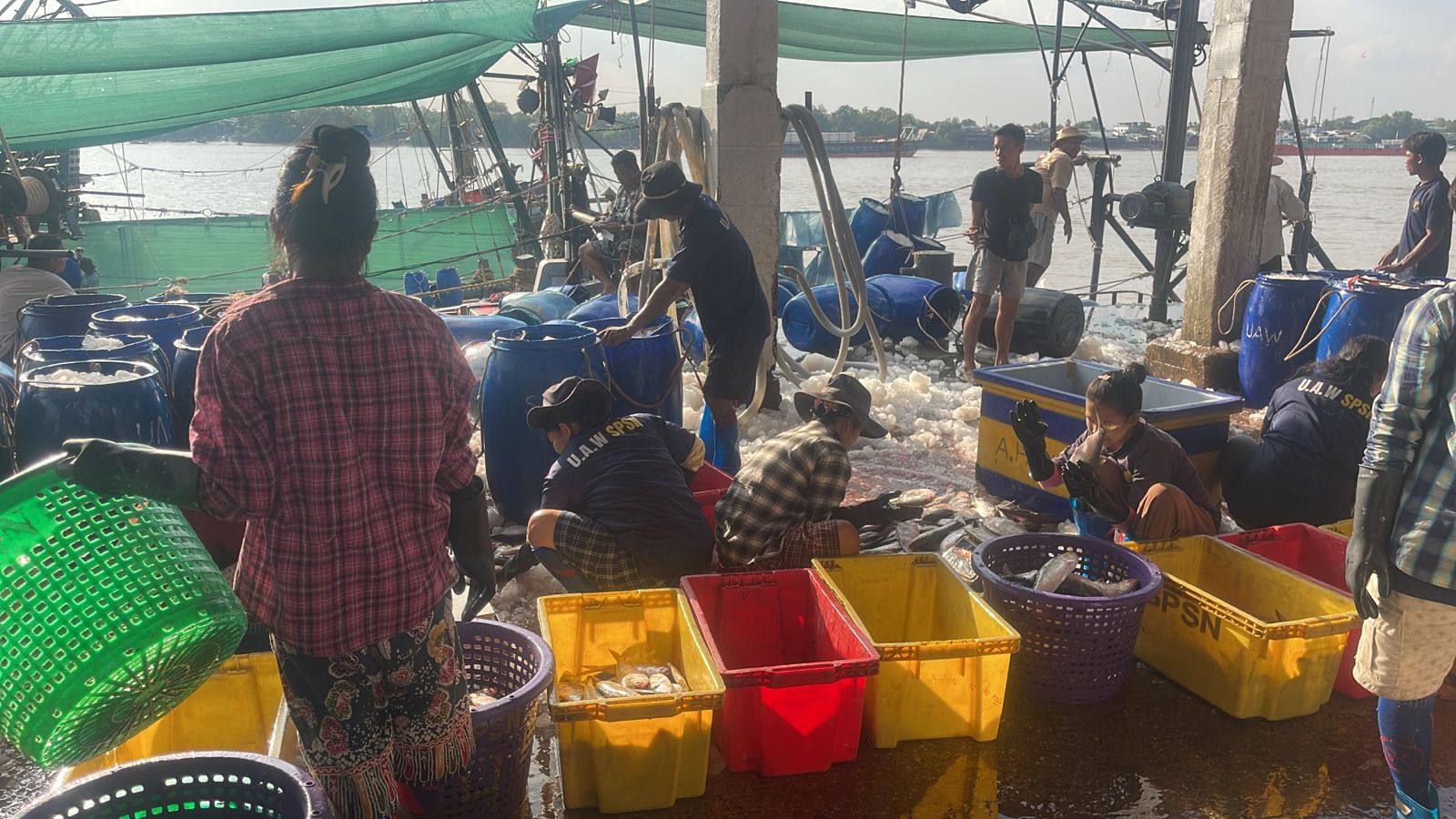 Sorting the fresh catch at the jetty
