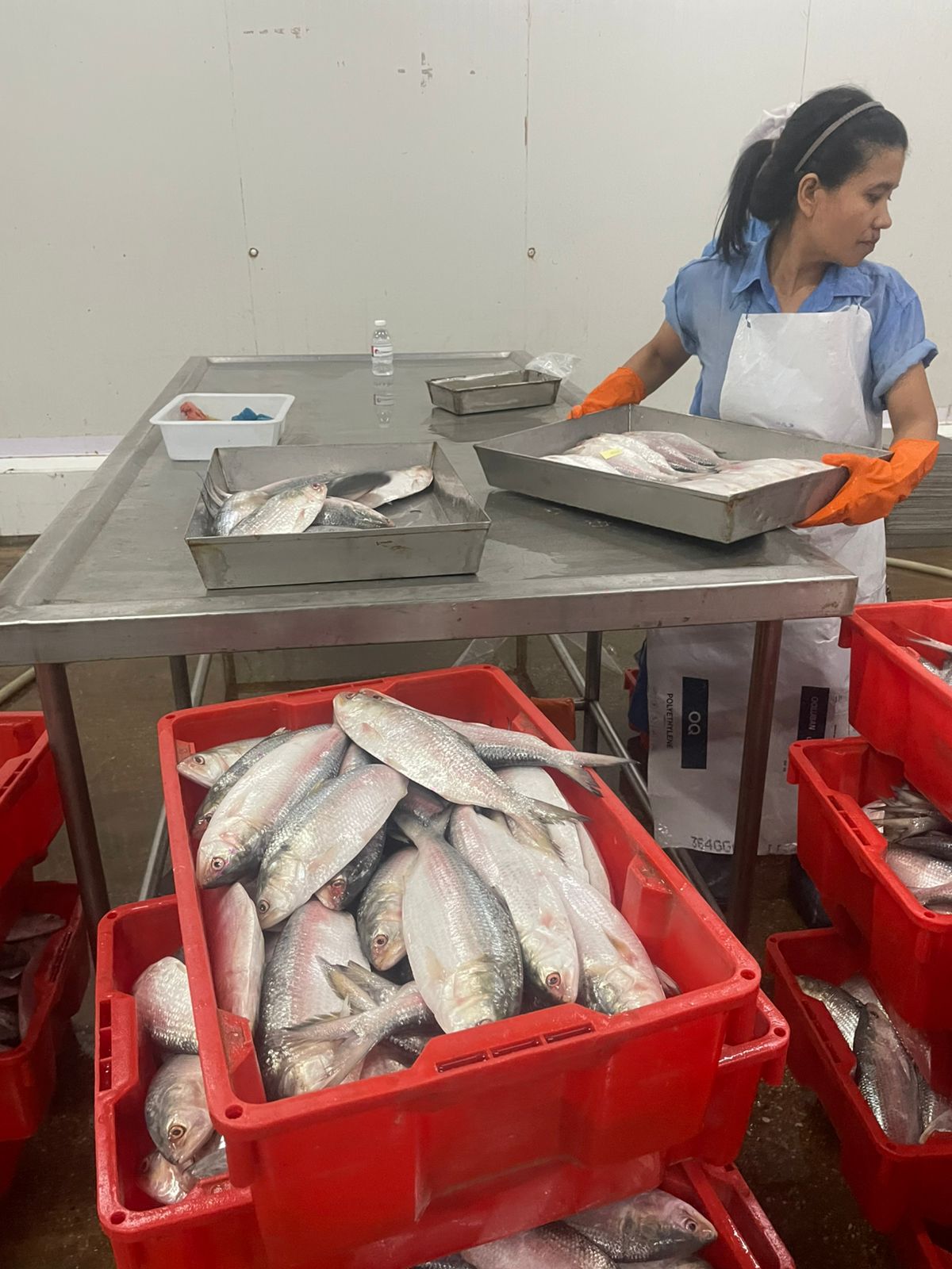 Grading Hilsa in the processing room